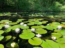 Nénuphar : Plante médicinale