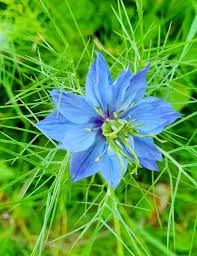nigelle description1 Nigelle : plante médicinale