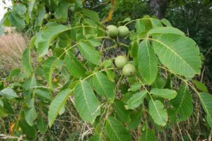 noyer plante medicinale 1.jpg 1 Noyer : Plante médicinale