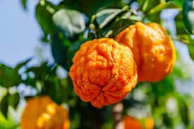 orange amere description1 Orange Amère : Plante Médicinale