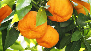 orange amere description2 Orange Amère : Plante Médicinale