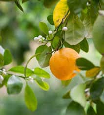 orange douce description1 Orange Douce : Plante Médicinale
