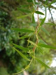 Tea Tree Citronné Huile essentiell