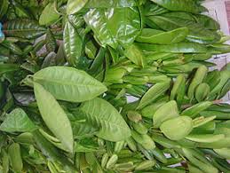Piment de la jamaique description1 Piment de la Jamaïque : plante médicinale