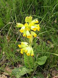 Primevere officinale description1 Primevère Officinale : Plante médicinale
