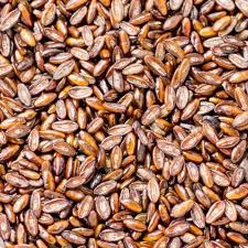 Psyllium Noir : Plante médicinale