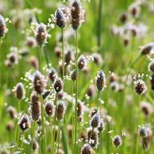 Psyllium Noir : Plante médicinale