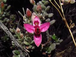 Ratanhia description1 Ratanhia : plante médicinale