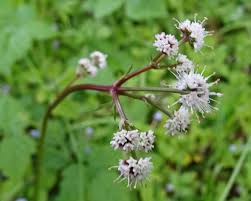 Sanicle description1 Sanicle : plante médicinale
