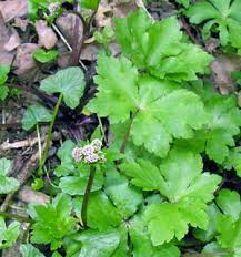 Sanicle description2 Sanicle : plante médicinale