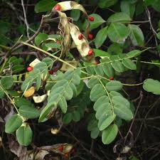 Santal rouge description Santal Rouge : Plante médicinale