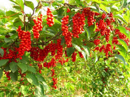 Schizandra : Plante médicinale 