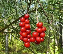 Schizandra : plante médicinale 