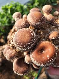 Shiitake : Plante Médicinale