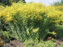 Solidage (Verge d'Or) : plante médicinale