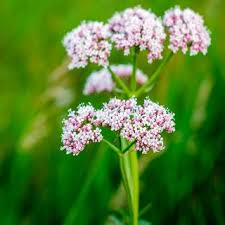 Valeriane europe description2 valériane d'europe :plante médicinale
