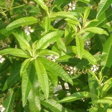 Verveine odorante description1 verveine odorante : plante médicinale