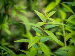 Verveine odorante description2 verveine odorante : plante médicinale