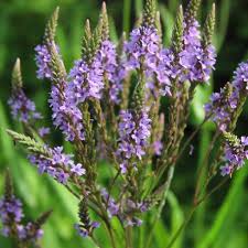 Verveine officinale description1 Verveine officinale : plante médicinale
