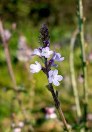Verveine officinale description2 Verveine officinale : plante médicinale