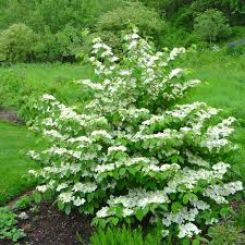 Viburnum : plante médicinale 