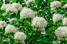 Viburnum : plante médicinale