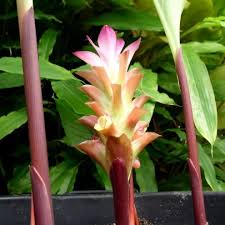 Zédoaire : Plante Médicinale 