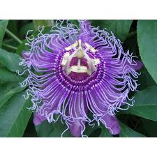 passiflore des indes description1 Passiflore des Indes : plante médicinale