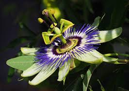 passiflore des indes description2 Passiflore des Indes : plante médicinale