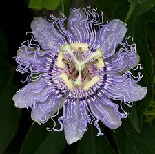 Passiflore : plante médicinale 