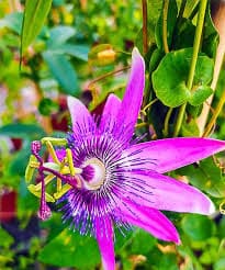 Passiflore : Plante Médicinale