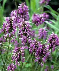 patchouli description2 patchouli : Plante médicinale