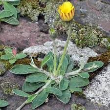 Piloselle : Plante médicinale 