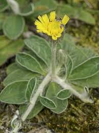 Piloselle : Plante médicinale 
