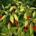 piment langues de oiseaux description2 2 Piment Langues d’Oiseaux : plante médicinale