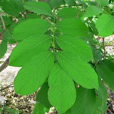 Piscidia : plante médicinale 