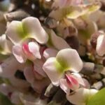 Piscidia : plante médicinale 
