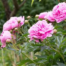 pivoine description1 Pivoine : plante médicinale