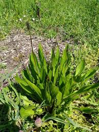 Plantin lancéolé : plante médicinale 