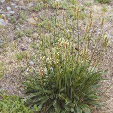 Plantin lancéolé : plante médicinale 