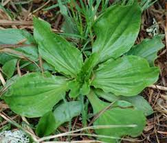 Plantain Rond : plante médicinale 