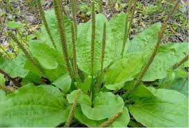 Plantain Rond : Plante Médicinale 