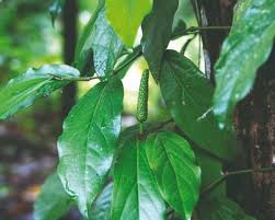 Poivre Long : Plante Médicinale 