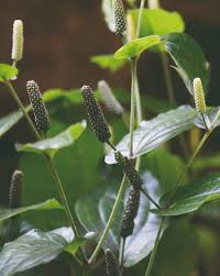Poivre Long : Plante Médicinale