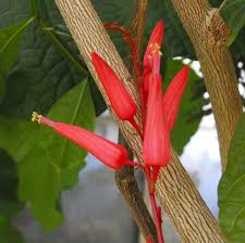 Quassia : Plante médicinale 