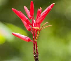 Quassia : plante médicinale 