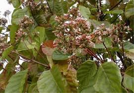 Quinquina rouge : plante médicinale