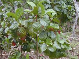 Quinquina rouge : plante médicinale