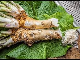 Raifort : plante médicinale 