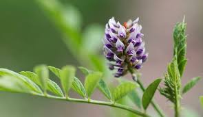 Réglisse Naturelle : plante médicinale 